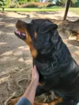 2 Cães Urgente