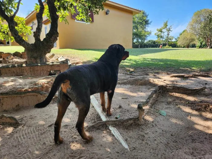 Cachorro ra a SRD-ViraLata idade 7 a 11 meses nome 2 Cães Urgente