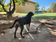 2 Cães Urgente