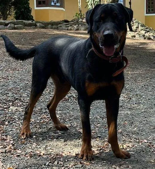 Cachorro ra a SRD-ViraLata idade 7 a 11 meses nome 2 Cães Urgente