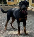 2 Cães Urgente
