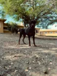 2 Cães Urgente