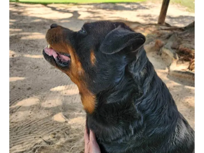 Cachorro ra a SRD-ViraLata idade 7 a 11 meses nome 2 Cães Urgente