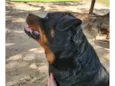 2 Cães Urgente