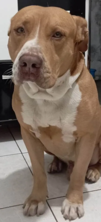Cachorro ra a Pit-Bull idade 7 a 11 meses nome 2 Cães Urgente