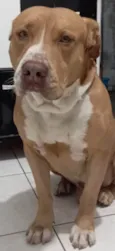 2 Cães Urgente