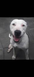 2 Cães Urgente