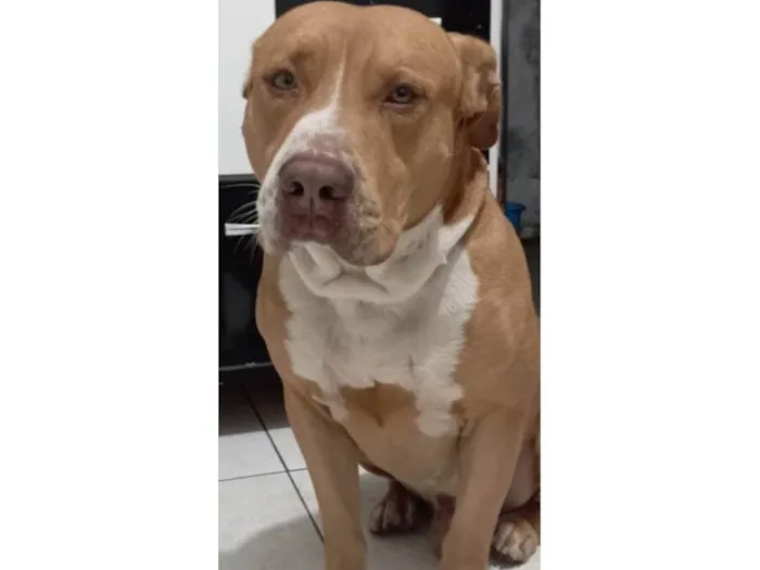 Cachorro ra a Pit-Bull idade 7 a 11 meses nome 2 Cães Urgente