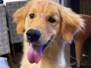 Cachorro raça Labrador idade 7 a 11 meses nome Robin