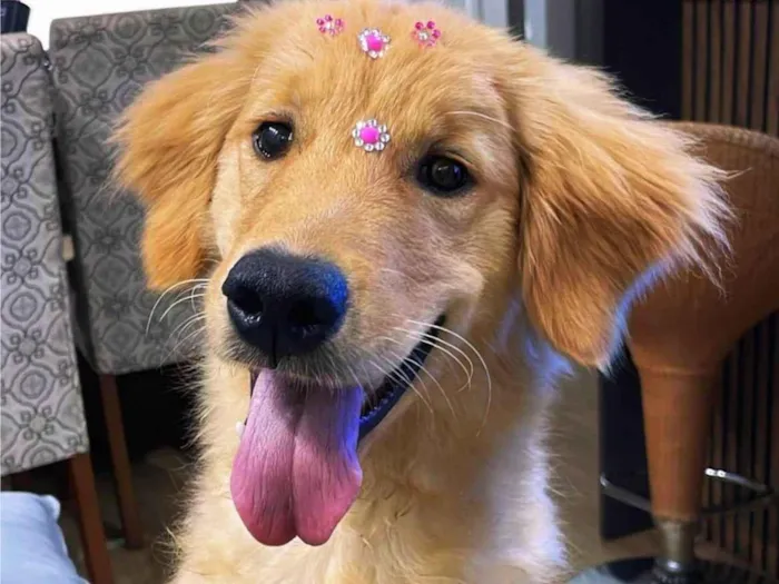Cachorro ra a Labrador idade 7 a 11 meses nome Robin