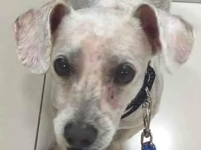 Cachorro ra a Maltês idade 6 ou mais anos nome não tem