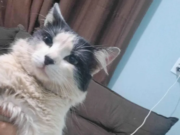 Gato ra a Maine Coon idade 7 a 11 meses nome Sem Nomes Definido