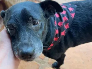 Cachorro raça SRD-ViraLata idade 6 ou mais anos nome Hércules 