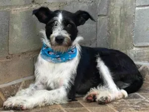 Cachorro raça SRD-ViraLata idade 2 anos nome Valentin 
