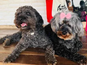 Cachorro raça Poodle idade 6 ou mais anos nome Nego e Donzela 