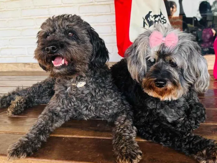 Cachorro ra a Poodle idade 6 ou mais anos nome Nego e Donzela 