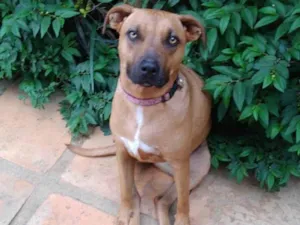 Cachorro raça SRD-ViraLata idade 2 anos nome Alexia
