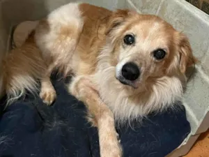 Cachorro raça SRD-ViraLata idade 6 ou mais anos nome Yago 