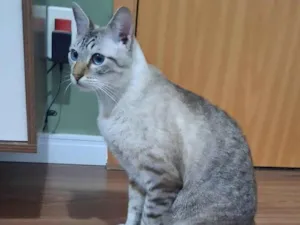 Gato raça SRD-ViraLata idade 7 a 11 meses nome 2 Gatos Urgente