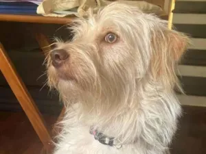 Cachorro raça SRD-ViraLata idade 7 a 11 meses nome Porte P Urgente