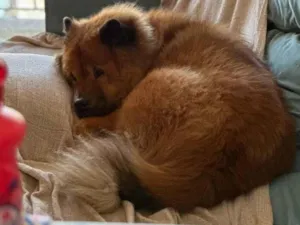 Cachorro raça Chow Chow idade 7 a 11 meses nome Chow Chow Urgente