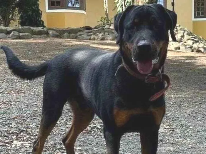 Cachorro ra a SRD-ViraLata idade 7 a 11 meses nome 2 Cães Urgente