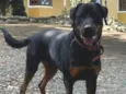 2 Cães Urgente