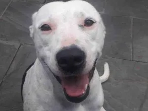 Cachorro raça Pit-Bull idade 7 a 11 meses nome 2 Cães Urgente