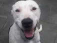 2 Cães Urgente