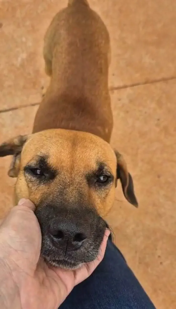 Cachorro ra a SRD-ViraLata idade 1 ano nome Caramelo Japones