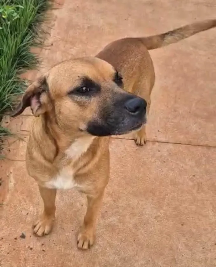 Cachorro ra a SRD-ViraLata idade 1 ano nome Caramelo Japones