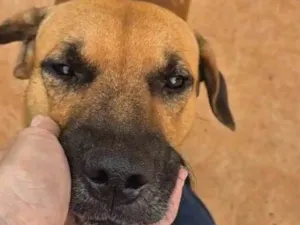 Cachorro raça SRD-ViraLata idade 1 ano nome Caramelo Japones