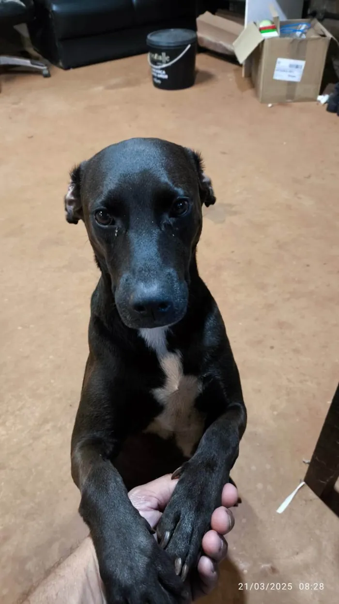 Cachorro ra a SRD-ViraLata idade 2 anos nome Nega Maria Rubinete