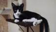 Chiquinho