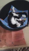 Chiquinho