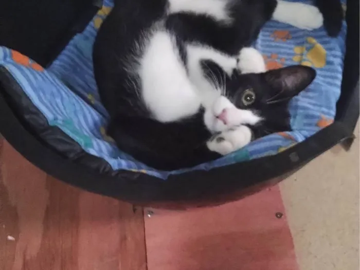 Gato ra a SRD-ViraLata idade 2 a 6 meses nome Chiquinho 