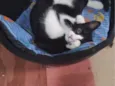 Chiquinho
