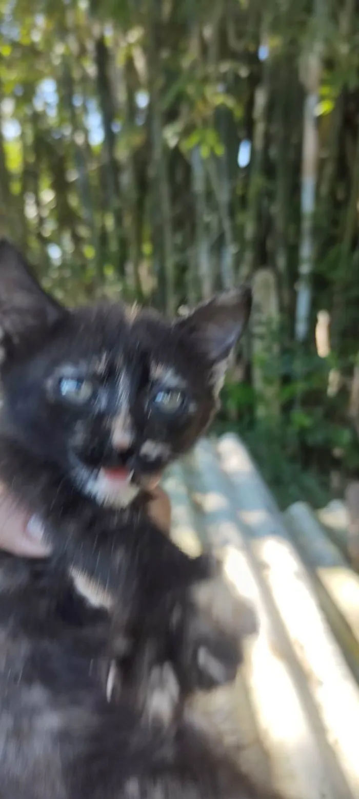 Gato ra a SRD-ViraLata idade Abaixo de 2 meses nome Totó, mimi e Dinho