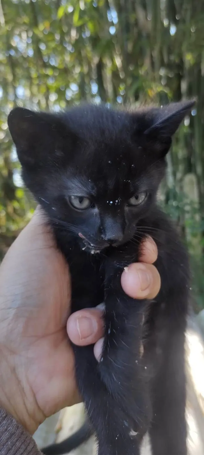 Gato ra a SRD-ViraLata idade Abaixo de 2 meses nome Totó, mimi e Dinho