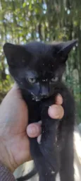 Totó, mimi e Dinho