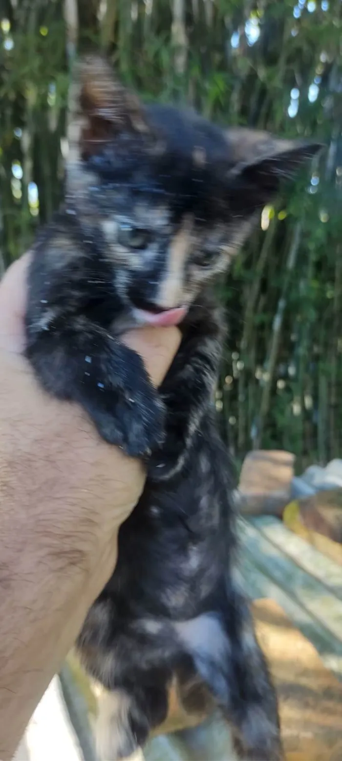 Gato ra a SRD-ViraLata idade Abaixo de 2 meses nome Totó, mimi e Dinho