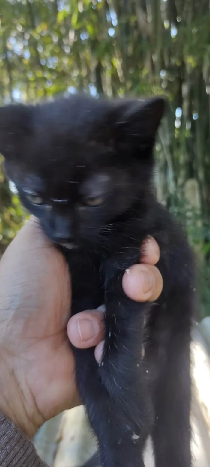 Gato ra a SRD-ViraLata idade Abaixo de 2 meses nome Totó, mimi e Dinho