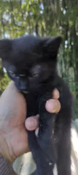 Totó, mimi e Dinho
