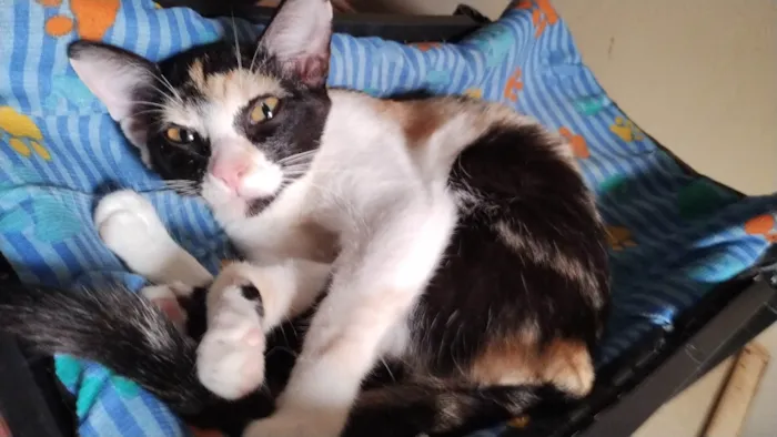 Gato ra a SRD-ViraLata idade 2 a 6 meses nome Ravena 