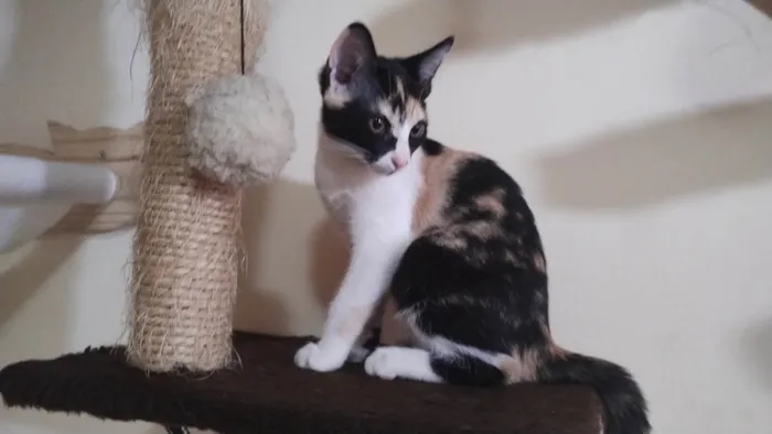 Gato ra a SRD-ViraLata idade 2 a 6 meses nome Ravena 