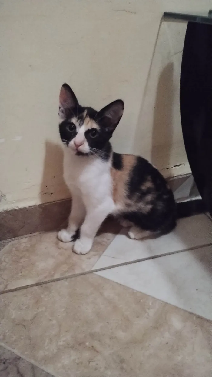 Gato ra a SRD-ViraLata idade 2 a 6 meses nome Ravena 