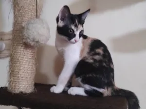 Gato raça SRD-ViraLata idade 2 a 6 meses nome Ravena 