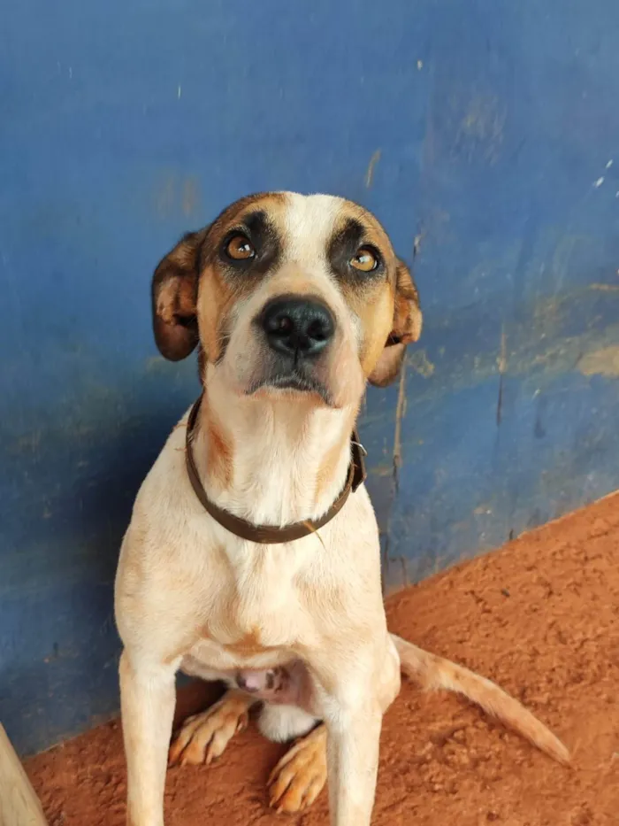 Cachorro ra a SRD-ViraLata idade 3 anos nome Perigo costelinha