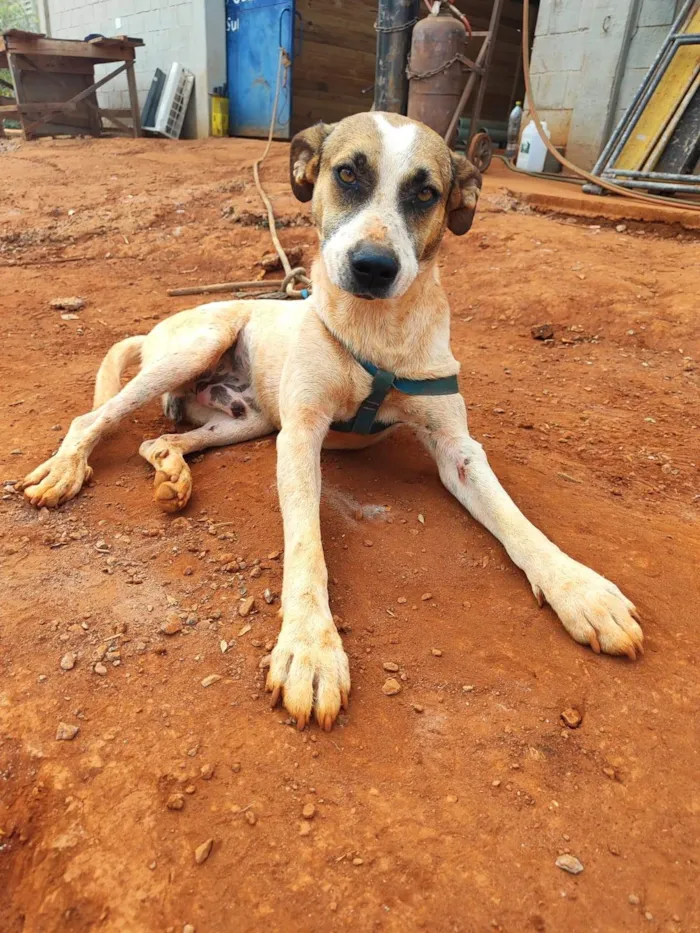 Cachorro ra a SRD-ViraLata idade 3 anos nome Perigo costelinha