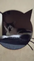 Juquinha